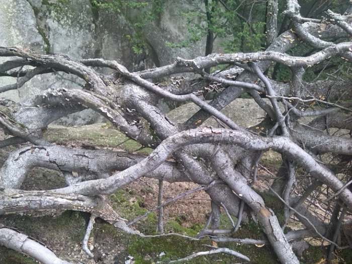 Jastrebac u magli planinarski uspon i detalji sa planine_12