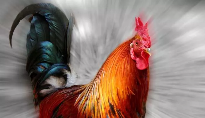 Pet zasluga petla i snežna patka