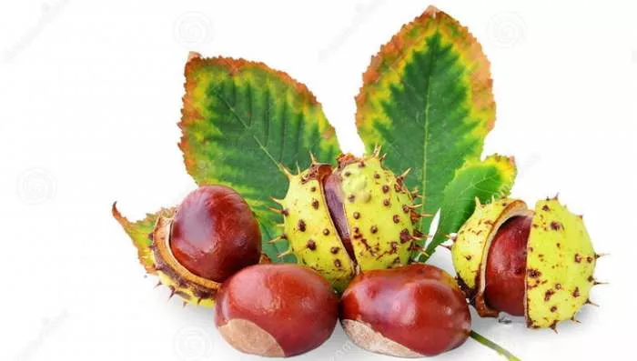 Divlji kesten Aesculus hippocastanum - lekovita svojstva i delovanje Divlji kesten Aesculus hippocastanum - lekovita svojstva i delovanje