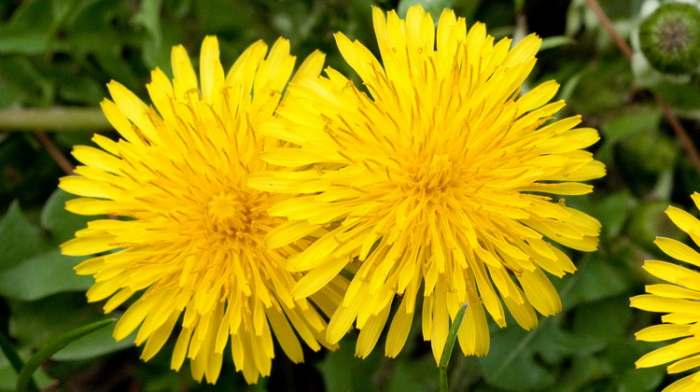 Jesen, kao maslačak Taraxum officinale cvet
