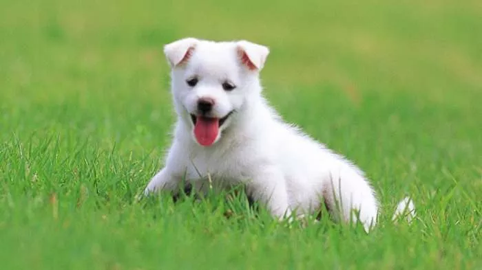 Veterina Beograd je Pokretna klinika za kućne ljubimce u Beogradu Veterina Beograd je Pokretna klinika za kućne ljubimce u Beogradu