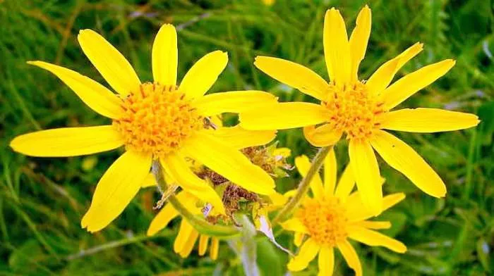 Prirodni-lek-za-šuljeve-biljne-kapi-i-krema-za-hemoroide-Priroda-na-Dar Arnica montana Prirodni-lek-za-šuljeve-biljne-kapi-i-krema-za-hemoroide-Priroda-na-Dar Arnica montana