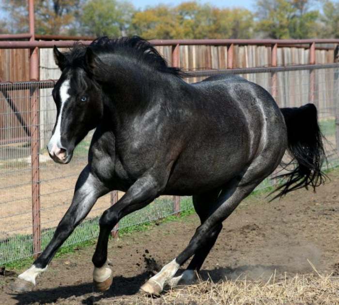 Pesma Ah moj doro - konj vranac