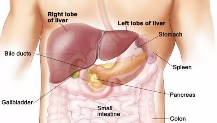 Spisak koji vitamini su potrebni jetri Koji su sve vitamini potrebni jetri