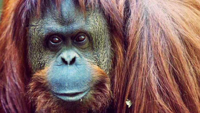 sandra-orangutan-argentina - Orangutanki priznato pravo na slobodu! sandra-orangutan-argentina - Orangutanki priznato pravo na slobodu!