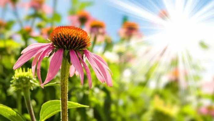 Ehinacea purpurea -Kako pojačati imunitet i jačanje imuniteta prirodnim putem Ehinacea purpurea -Kako pojačati imunitet i jačanje imuniteta prirodnim putem