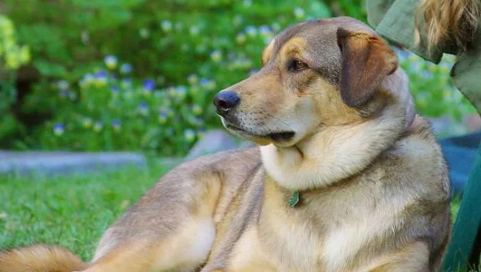 Pas i godine - Jedna pseća godina NIJE isto što i sedam ljudskih Pas i godine - Jedna pseća godina NIJE isto što i sedam ljudskih