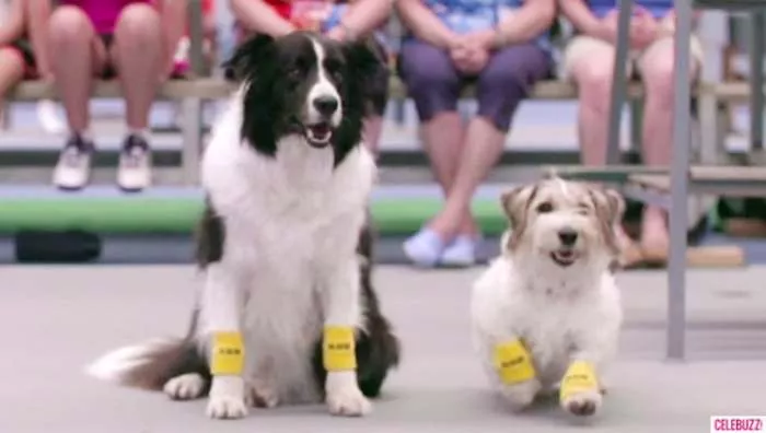 Psi kao najsladji skupljači loptica na tenisu Psi kao najsladji skupljači loptica na tenisu