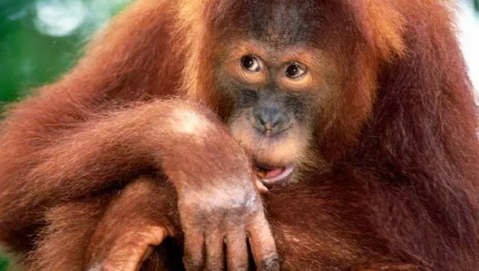 Smešni majmun na video klipu Smešni majmun na video klipu