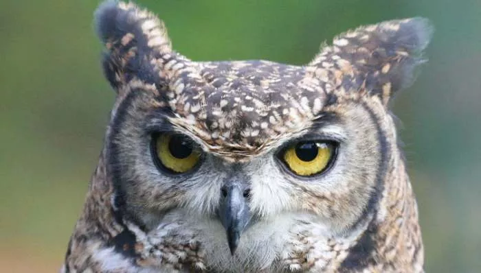 Sove iz Kikinde na BBC televiziji u seriji One planet Sove iz Kikinde na BBC televiziji u seriji One planet