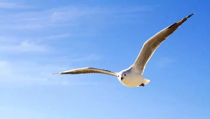 Strah od života i prelomna tačka galeb Strah od života i prelomna tačka galeb