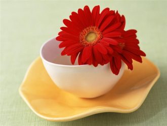 Катица 