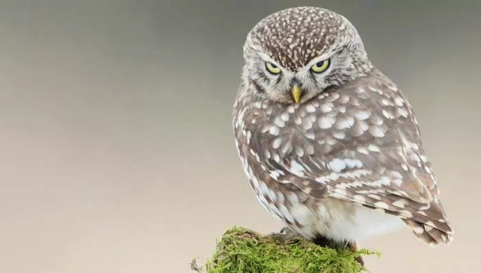 Možda niste znali - Dalekovidost sova, hoteli za ljubav, savršena pica Možda niste znali - Dalekovidost sova, hoteli za ljubav, savršena pica