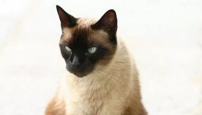 Sijamska mačka i kako se ponaša sijamski mačor Džoni Sijamska mačka i kako se ponaša sijamski mačor Džoni