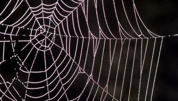 Tiha-letnja-noć-Stefan-Teodor-paukova-mreža Tiha-letnja-noć-Stefan-Teodor-paukova-mreža