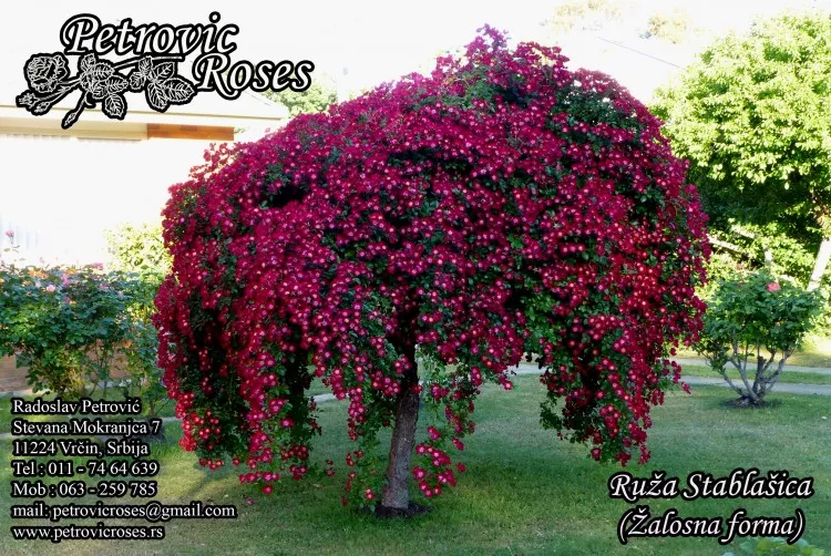Ruže stablašice – vrste ruža stablašica by Petrovic roses Ruže stablašice – vrste ruža stablašica by Petrovic roses