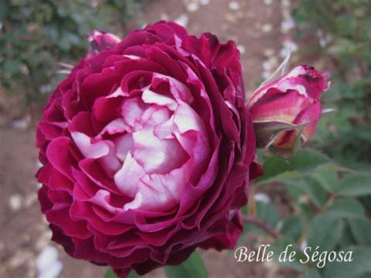 belle de segosa-Dominique Massad – Francuski selekcionar ruža belle de segosa-Dominique Massad – Francuski selekcionar ruža