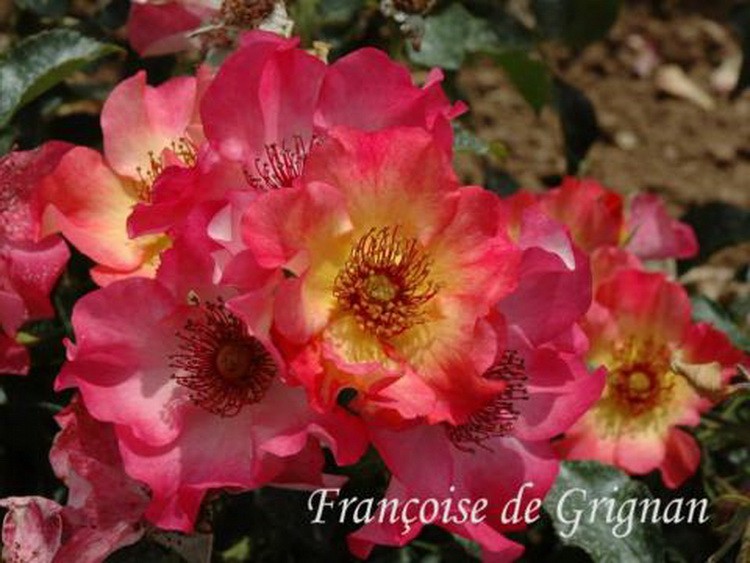 francoise de grignan -Dominique Massad – Francuski selekcionar ruža francoise de grignan -Dominique Massad – Francuski selekcionar ruža
