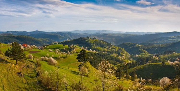zlatibor priroda