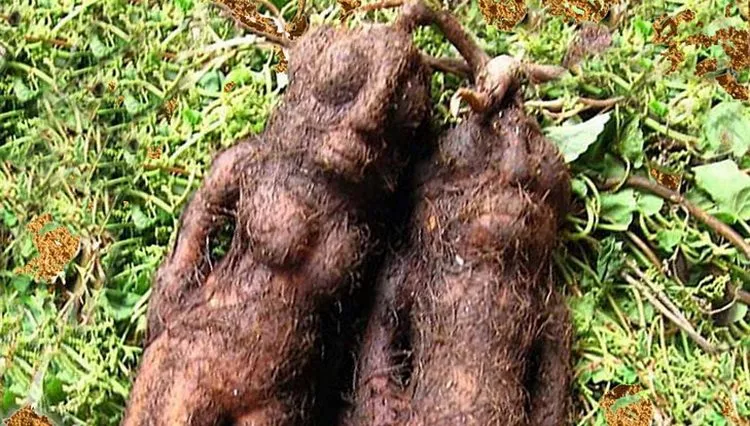 Šta čini Kineski eliksir života – Žen Šen i Fo Ti Tien koren Šta čini Kineski eliksir života – Žen Šen i Fo Ti Tien koren