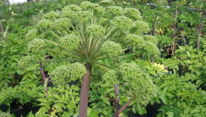 Andjelika - lekovita biljka Angelica Archangelica