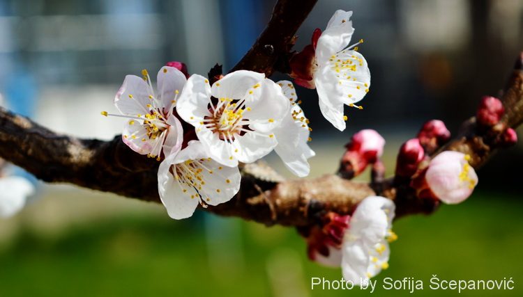 Proleće i cveće - fotografije prolećnog cveća 10 - photo by Sofija Šćepanović