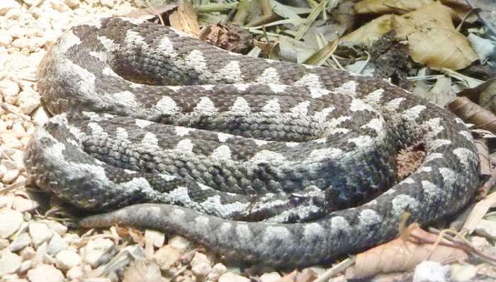 Ujed zmije otrovnice i prva pomoć kod ujeda zmije Poskok ili Vipera ammodytes