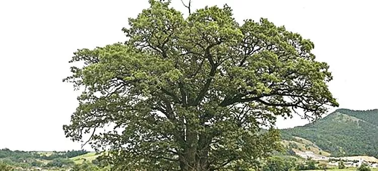 Posečen je stari hrast - vlast ili gde smo ono stali hrast_star_600_godina