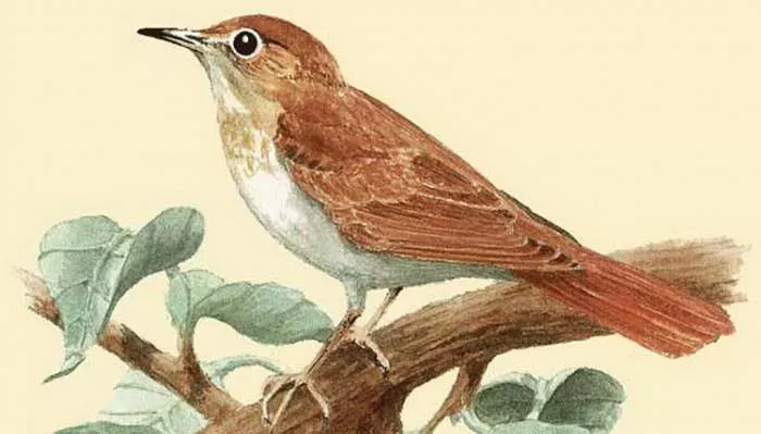 Slavuj i priča Puškom na slavuja Slavuj i priča Puškom na slavuja