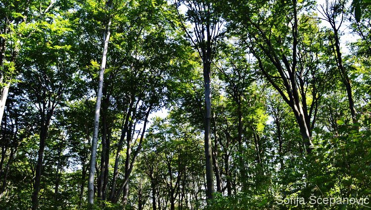 Sokolovac planinarska šetnja nacionalni park Djerdap_10