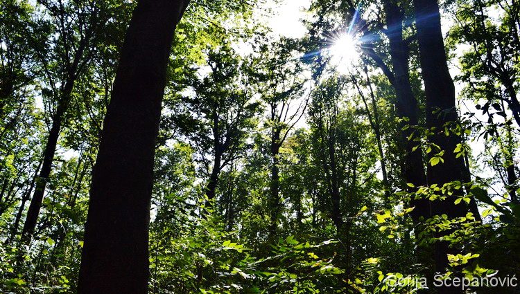 Sokolovac planinarska šetnja nacionalni park Djerdap_11