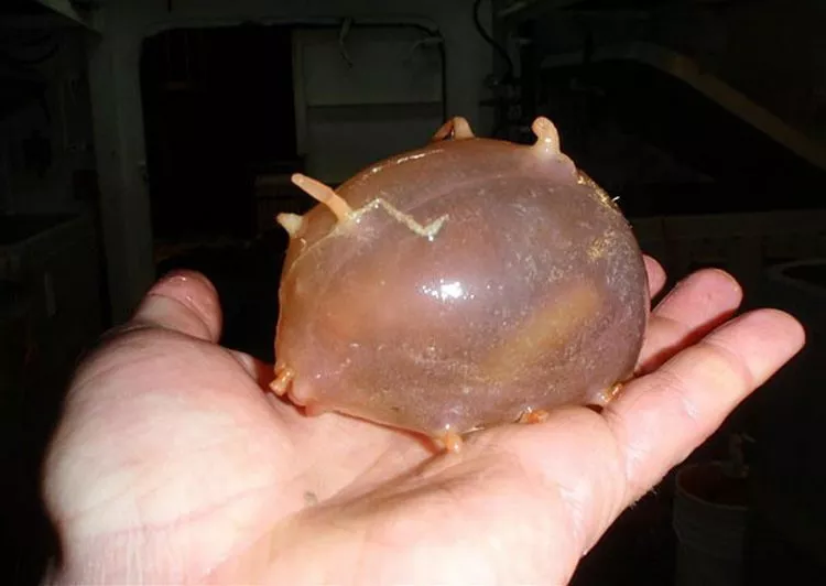 21. Morska svinja - čudne životinje kakve niste videli 21. Morska svinja - čudne životinje kakve niste videli