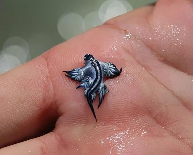 8. Glaucus Atlanticus 2 8. Glaucus Atlanticus 2