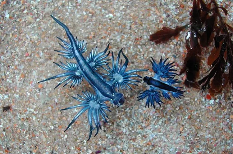 8. Glaucus Atlanticus - čudne životinje kakve niste videli 8. Glaucus Atlanticus - čudne životinje kakve niste videli