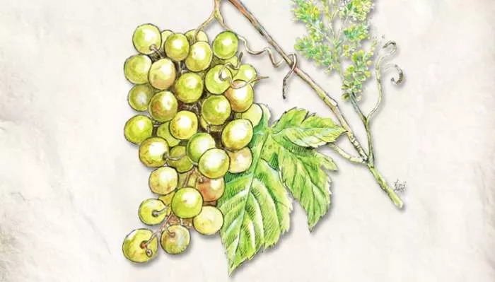 Divlja vinova loza i plemenita vinova loza od koje se pravi vino Divlja vinova loza i plemenita vinova loza od koje se pravi vino