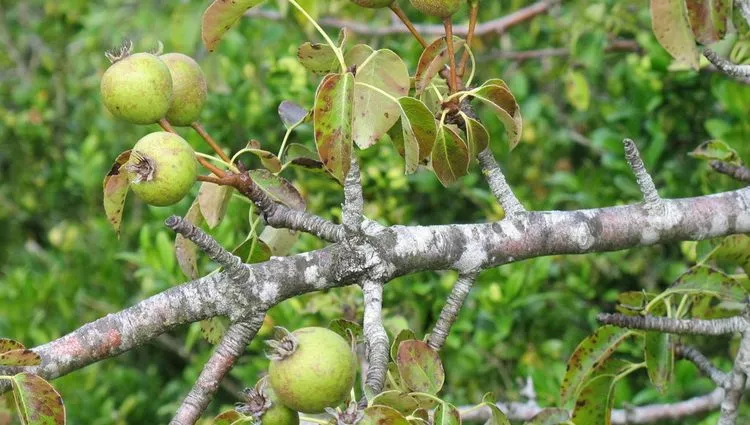 Poseta ocu Tadeju - otac Tadej i divlja kruška Poseta ocu Tadeju - otac Tadej i divlja kruška