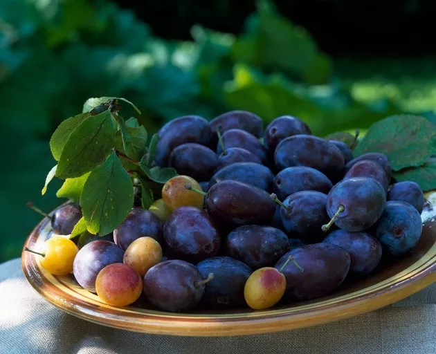 Šljiva - Srbijansko voće br.1 Šljiva - Srbijansko voće br.1