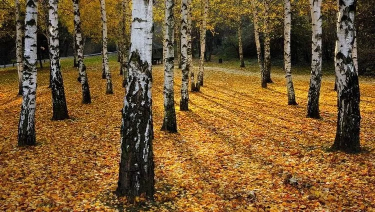 Лучшие русские поэты и стихи - ДА ЖИВЕЕТ РОССИЯ 2 Лучшие русские поэты и стихи - ДА ЖИВЕЕТ РОССИЯ 2