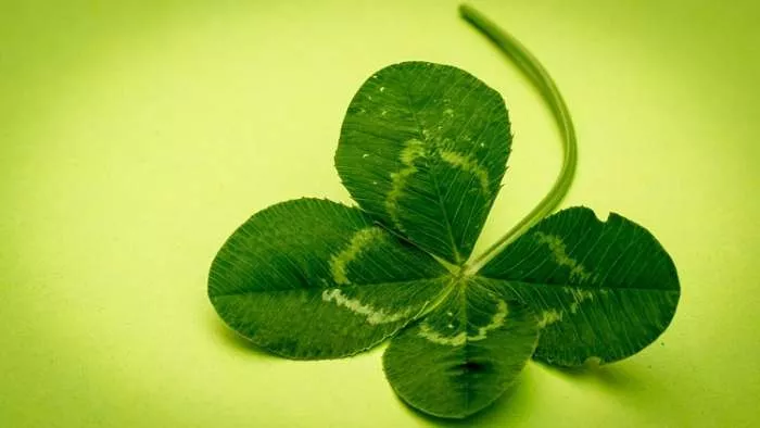 detelina-s-četiri-lista