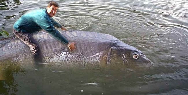 kapitalac