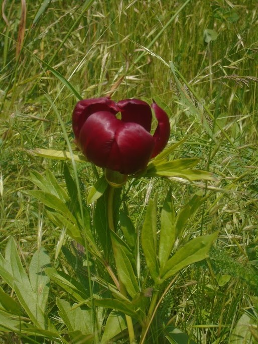 božur