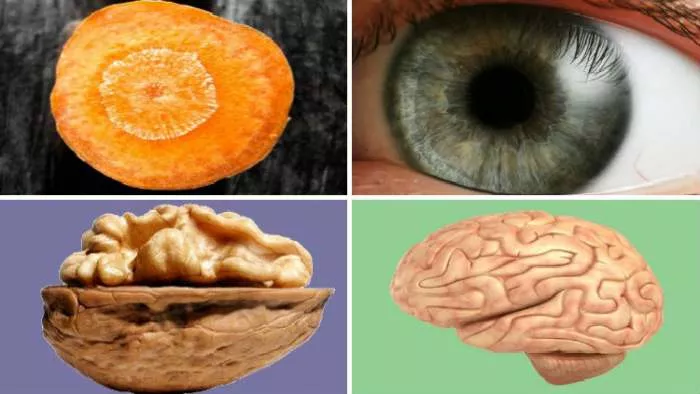 sličnost organa i biljaka