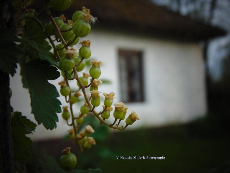 Bekstvo u ruralne predele – Život na selu_2