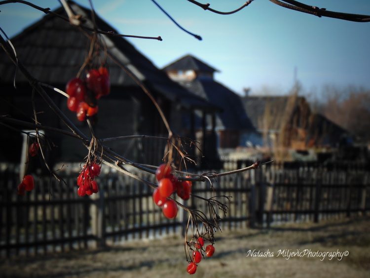 Bekstvo u ruralne predele – Život na selu_6