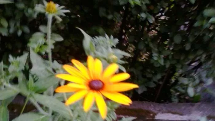 три песника