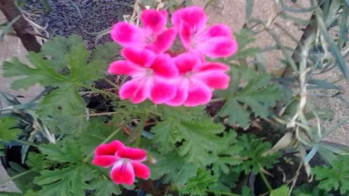 минијатуре