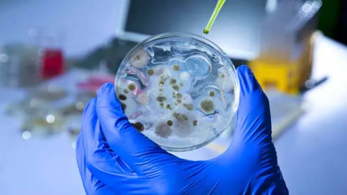 otpornost ešerihije