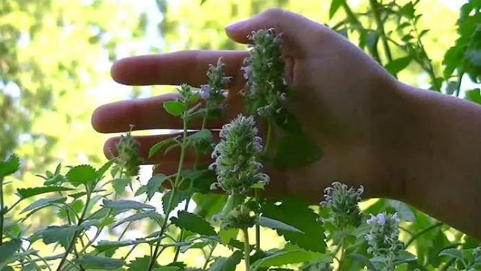 lekovite jestive biljke