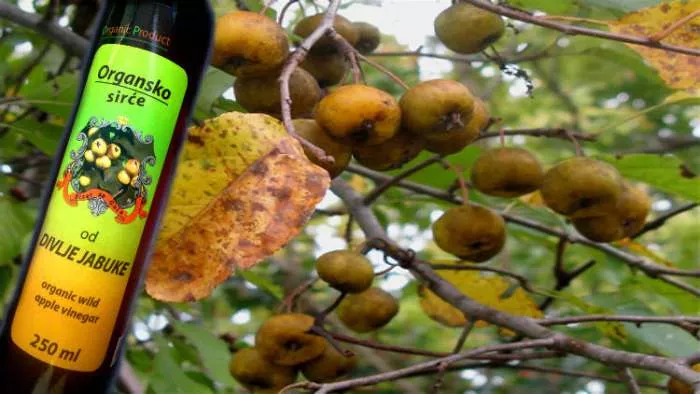 sirće od divlje jabuke
