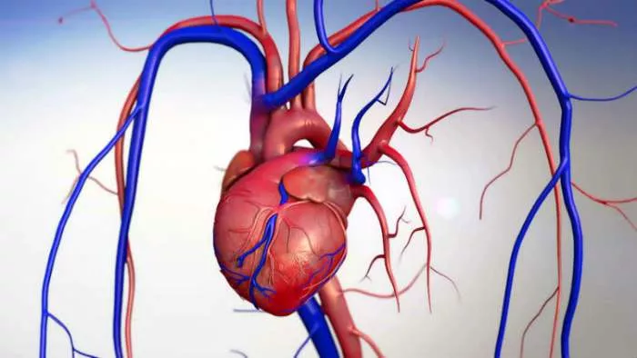 zanimljivosti o srcu